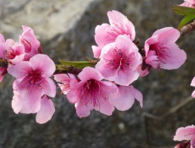 梅花纸艺花卉与耐寒草本花卉的探索梅花纸艺花卉	耐寒的草本花卉有哪些呢