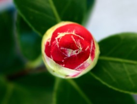 花卉茶花养护技巧与山西地区花卉加温设备应用情况分析养茶花需要多少温度