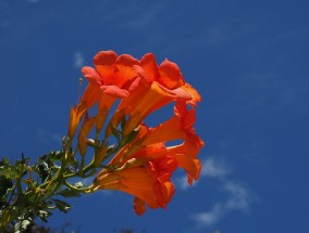 荏苒花卉的绚烂世界——江岸区种植花卉种类探秘荏苒是什么东西